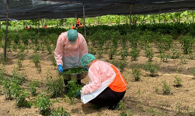COVID-19: How Thailand is using a 'cheap and effective' traditional herbal medicine to treat coronavirus - Vimarsana News