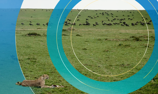 Masai Mara's wildebeest migration under threat from climate change - Vimarsana News