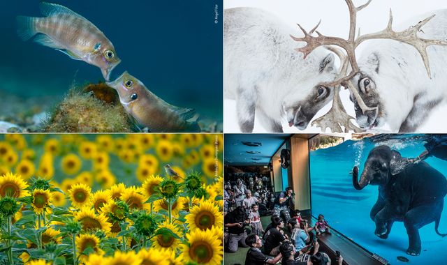 Wildlife Photographer Of The Year: The best animal and nature images of 2021 revealed as competition winner is announced - Vimarsana News