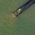 Sewage near beaches made one in six bathing days 'unswimmable'