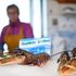 This French town with the sea in its heart shows why the fishing dispute won't just blow over