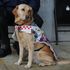 Visually impaired woman abused after politely asking someone to stop petting her guide dog
