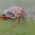 Stink bug species found in Surrey as experts warn they could become 'problematic' for gardens