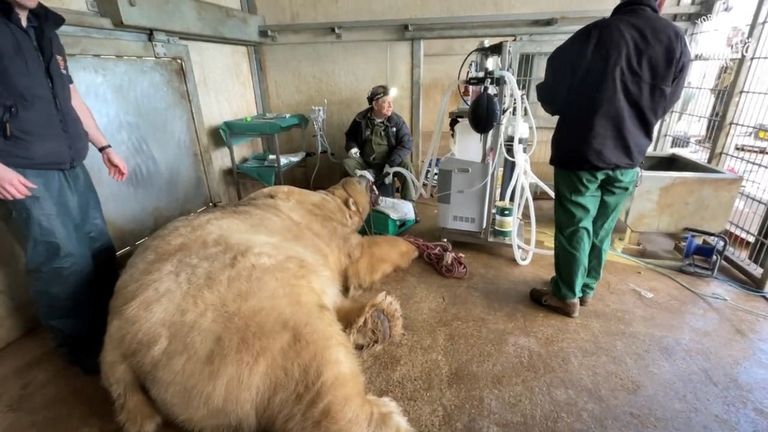 Dr Peter Kertesz cleared the bear's infected root canal to prevent an abscess from growing.