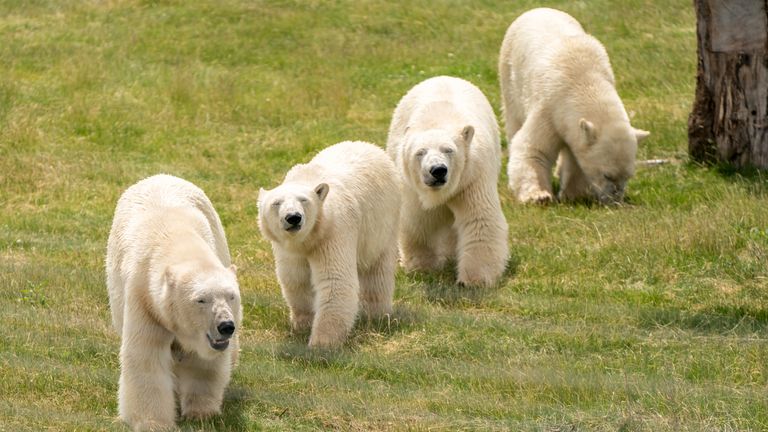 L'ours polaire Flocke a également accueilli trois oursons au Yorkshire Wildlife Park en juin de cette année
