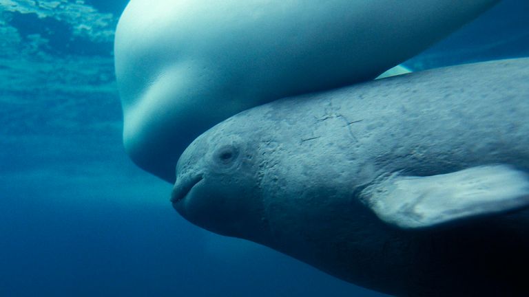 Beluga whales are among the animals which could be affected by increased shipping. Pic: AP