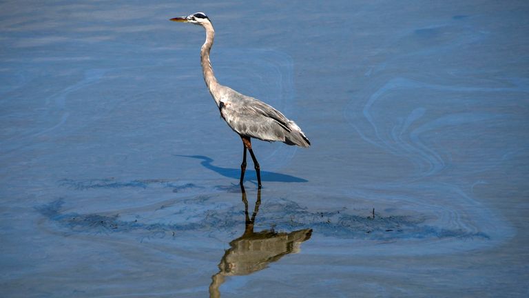 A bird walks through a small oil slick in the Talbert Channel after a major oil spill off the coast of California has come ashore in Huntington Beach, California, U.S. October 3, 2021. REUTERS/Gene Blevins 