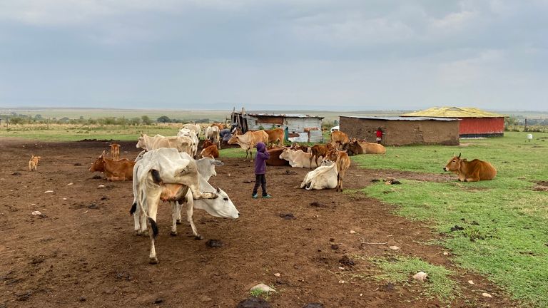 Cattle in Masai village