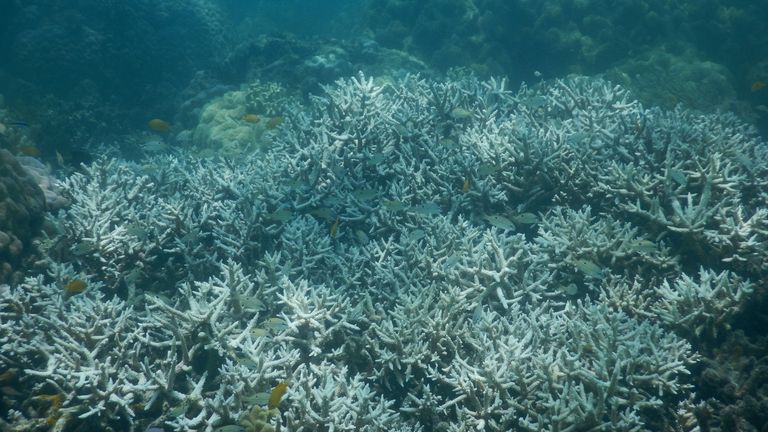 Before photo of bleached mature staghorn coral at Lizard Island, Great Barrier Reef. The coral was bleached in February 2016. Pic: ARC Centre