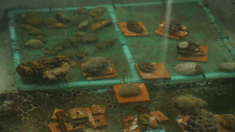 Coral growing in a hatchery tank 