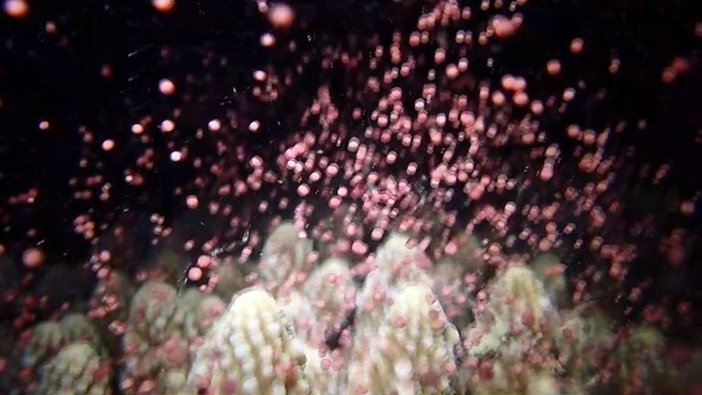 Coral spawning. Pic: Reef Biology Research Group, Chulalongkorn University