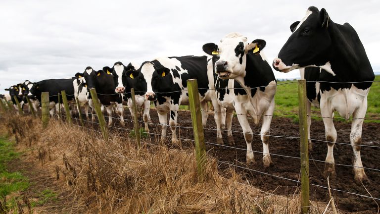 Milk is having to be poured away because there are not enough HGV drivers to pick it up