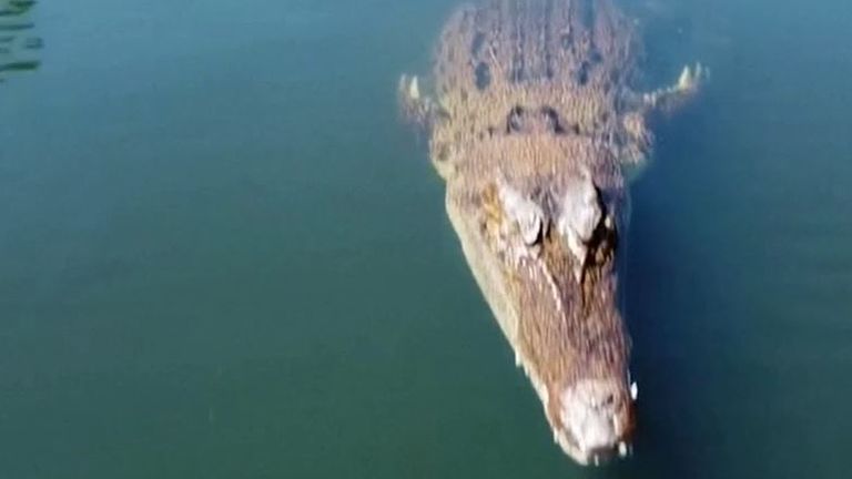 Crocodile takes exception to being filmed by a drone