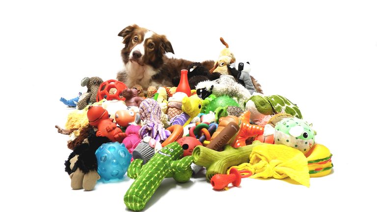 Dogs can 'effortlessly' learn names of their toys, study finds