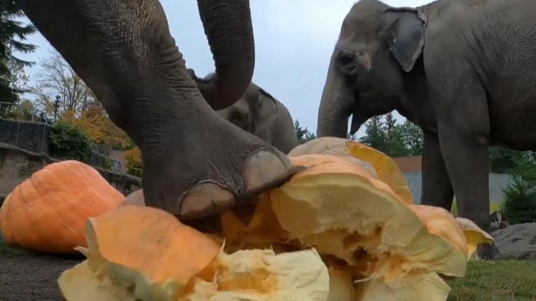 Elephants enjoy squashing pumpkins