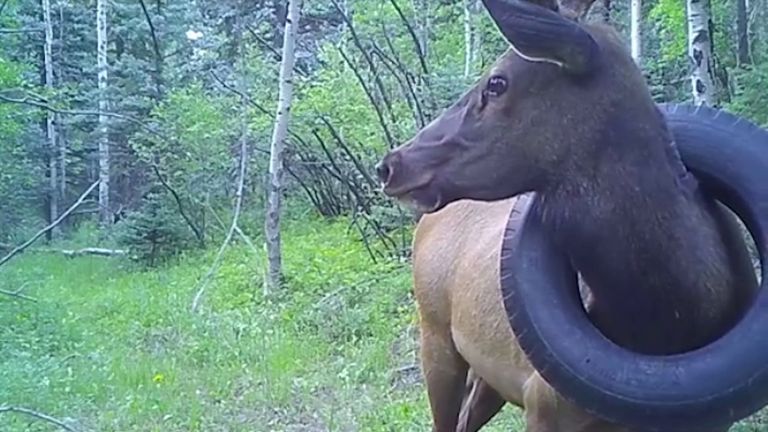 The elk was first spotted during a survey for bighorn sheep and mountains goats