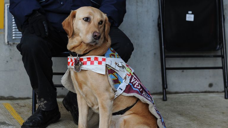 Dr Amy Kavanagh said that her guide dog, Ava, is regularly distracted when she is working