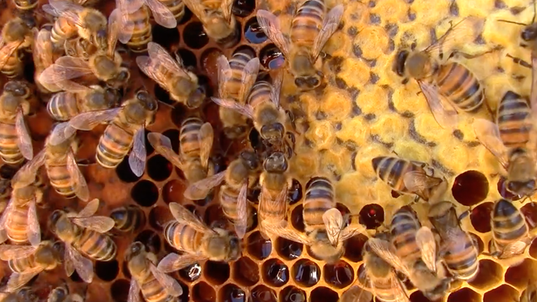 Scientists have discovered that honey bees practice social distancing. Pic: Dr Michelina Pusceddu