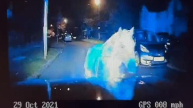 Horse gallops into stationary police car