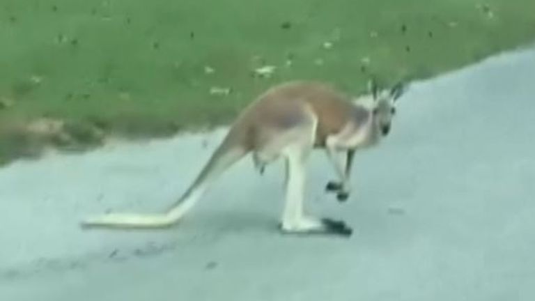 Kangaroo spotted on road in Oklahoma