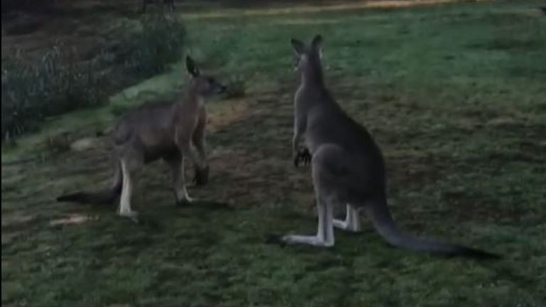 Kangaroos square up for a playfight in Australia