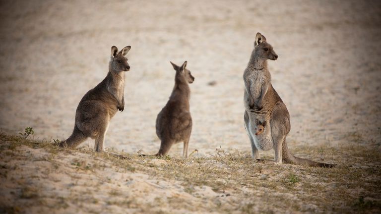 Kangaroos in New South Wales. File pic
