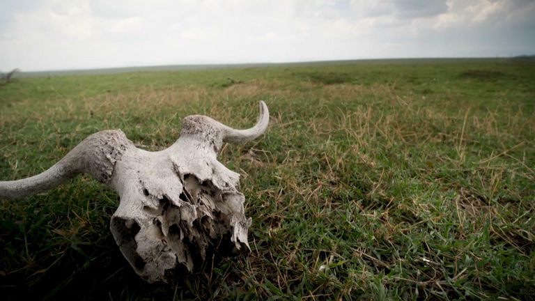 Skulls littering the Maasai Mara