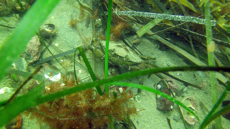 Seagrass is being killed by algae blooms and contaminants in Florida