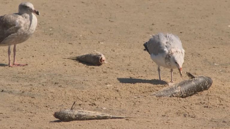 Birds eating dead fish after oil spill
