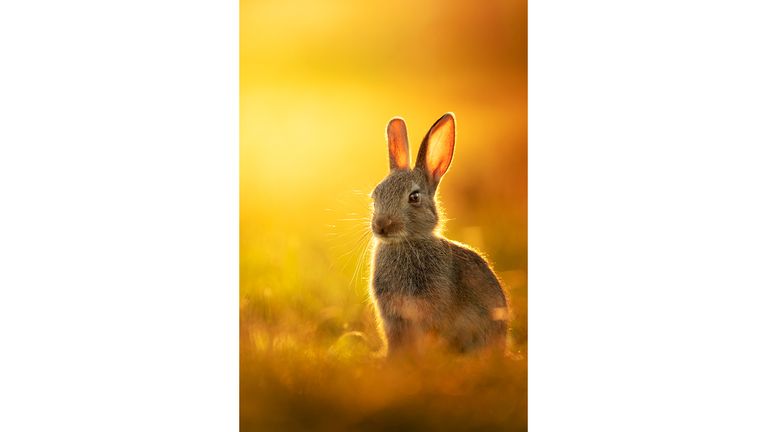Photo non datée publiée par le National Geographic d'un lapin solitaire profitant d'un coucher de soleil doré sur Richmond Park, Londres.  L'image, prise par Mitchell Lewis, a été lauréate dans la catégorie faune au concours de photographie National Geographic Traveler (Royaume-Uni) 2021. Date de publication : mardi 5 octobre 2021.