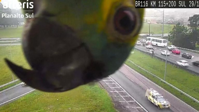 Parrot makes repeated appearances on a traffic camera in Brazil