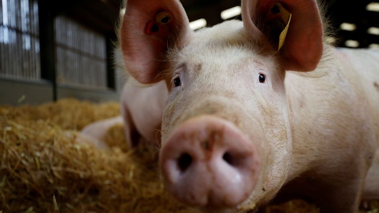 A breeding sow is seen inside a barn on a family run pig farm near Driffield
A breeding sow is seen inside a barn on a family run pig farm near Driffield, Britain, October 12, 2021. REUTERS/Phil Noble
