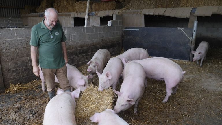 Mr Thompson says if labour shortages are not addressed, every pig farmer in the UK would be facing a problem and 12,000 pigs a week could be destroyed