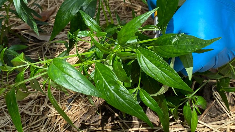 view of what the plant looks like