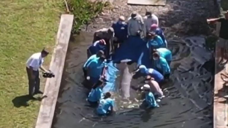 Sea cow is released in Florida