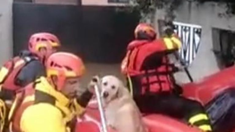 Firefighters rescue a dog from flood waters after rain in sicily