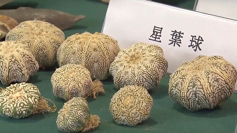In this image made from video provided by TVB, shows endangered plants seized by the Hong Kong Customs at an anti-smuggling operation, which are displayed at the news conference in Hong Kong, Thursday, Oct. 7, 2021. Hong Kong authorities on Thursday said they have made their largest bust of a smuggling case, seizing goods including endangered species worth an estimated $26.9 million.  (TVB via AP Video)
PIC:AP
