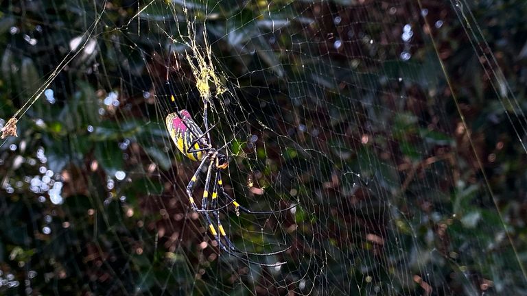 A Joro spider in Johns Creek, Georgia. Pic: AP