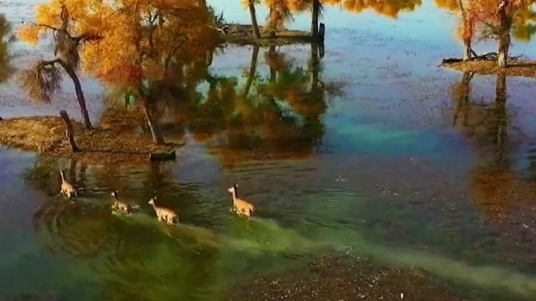 Drone captures rare Tarim red deer in the wild 