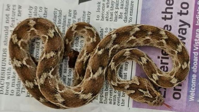 The snake was found in a shipping container. Pic: South Essex Wildlife Hospital
