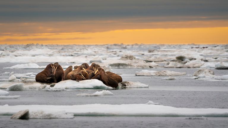 Un troupeau de morses de l'Atlantique sur la banquise, Norvège.  Photo : Richard Barrett / WWF-Royaume-Uni