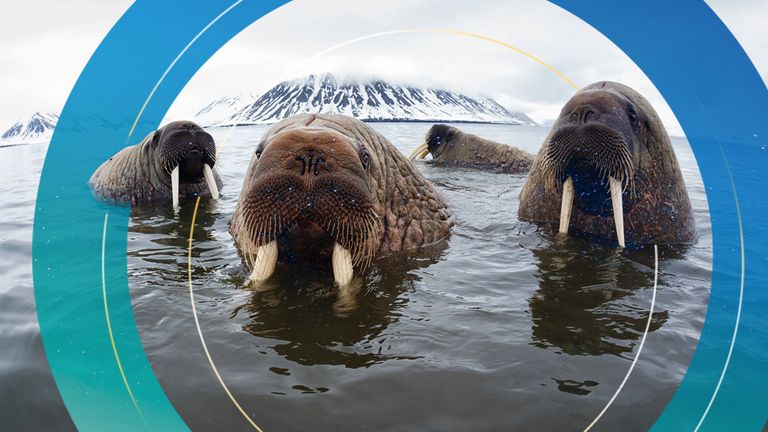 Climate change: 'Walrus from Space' project urges public to help search for  animals in satellite images | Climate News | Sky News