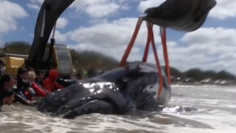 Stranded whale saved after hours-long rescue effort in Argentina
