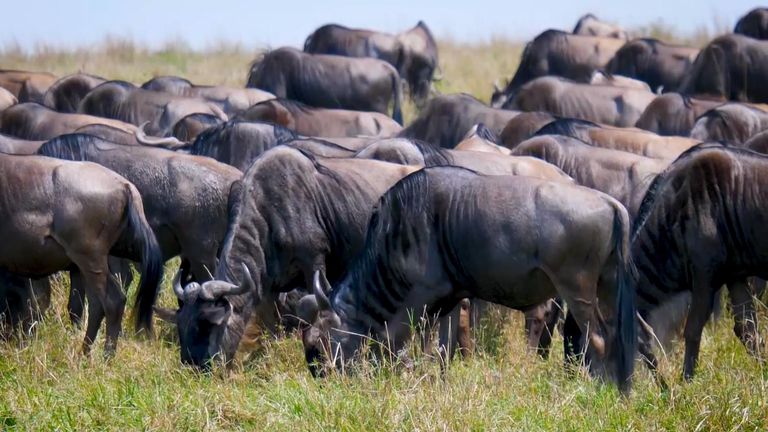 Climate change is threatening the iconic migration of wildebeest across the Masai Mara