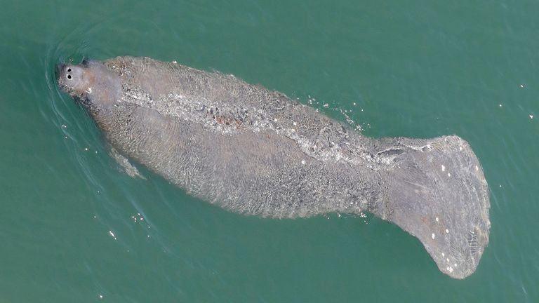 Officials have noticed a steep rise in manatee deaths between December and May