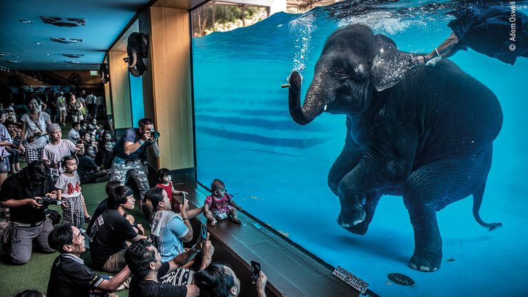 Elephant In The Room by Adam Oswell, from Australia, is the winner of the photojournalism award in the 2021 Wildlife Photographer Of The Year competition. Pic: Adam Oswell/ Wildlife Photographer Of The Year