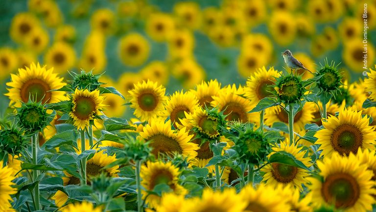 Sunflower Songbird by Andrés Luis Dominguez Blanco, from Spain Winner, is the winner in the 11-14 Years category of the Wildlife Photographer Of The Year 2021 competition