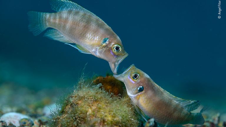 Face-Off, by Angel Fitor, is the winner of the portfolio award in the 2021 Wildlife Photographer Of The Year competition. Pic: Angel Fitor/ Wildlife Photographer Of The Year