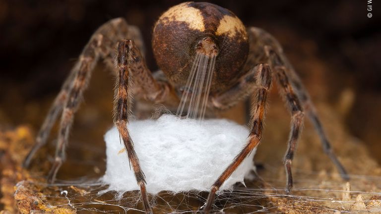 While searching for arthropods in a forest near my home in southern Ontario Canada, I discovered a fishing spider (Dolomedes scriptus) under a slab of tree bark. Fishing spiders are common in wetlands where they feed on small aquatic animals, but they are also very common in temperate forests. The spider was in the process of producing an egg sac, so I decided to observe its behavior carefully without disturbance. I noticed it was spinning around in circles while also spinning webs, slowly constructing a silken disk that later turned into a hollow dish shape. At this point I decided to photograph the action, focusing on the separate silk threads coming out of the spider...s spinnerets. As I was watching the spider in its work, I couldn...t help noticing how similar the spinneret movements are to human fingers moving while weaving. I like that the photo shows the spider stretching the silk threads, right before incorporating them into the rest of the forming sac. After about an hour, the spider completed most of the sac and was getting ready to lay its eggs inside it, at which point I slowly moved the bark back in place and left the animal to its business. Spiders at the crucial stage of egg laying become stressed at the smallest disturbance and this can damage the embryos developing in the fresh eggs. I was happy with the photographs I got, and this was enough for me. There was no need to destroy the next generation of fishing spiders for the sake of obtaining more photos. ...Location: Mississauga, Ontario, Canada. ...Technical specification: Canon EOS 7D; Laowa 100mm f2.8 lens; 1/100 sec at f10; ISO 100; Canon Macro Twin-Lite flash; custom made diffuser.