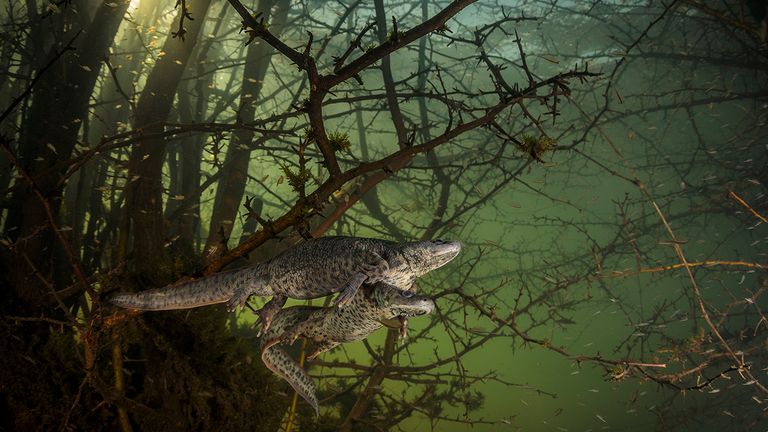 Where The Giant Newts Breed is the winner in the Behaviour: Amphibians and Reptiles category of the Wildlife Photographer Of The Year competition. Pic: João Rodrigues/ Wildlife Photographer Of The Year